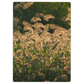 湿地で育つ野生のキビ（Panicum Sp.） クリップボード (裏面)