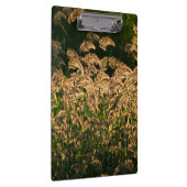 湿地で育つ野生のキビ（Panicum Sp.） クリップボード (右)