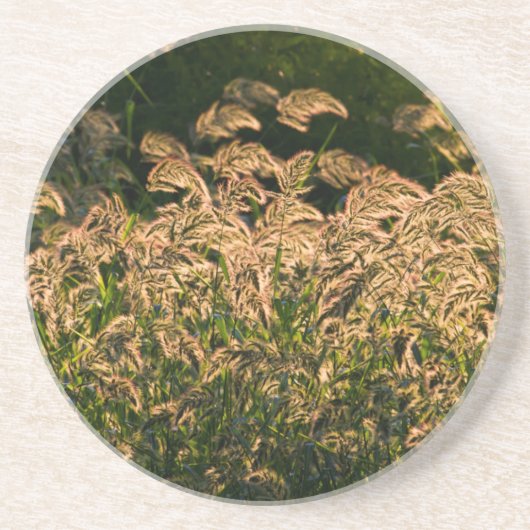 湿地で育つ野生のキビ（Panicum Sp.） コースター (正面)