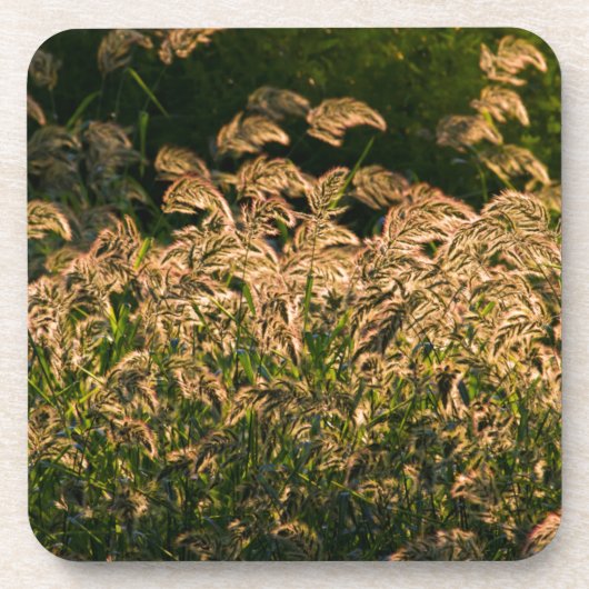 湿地で育つ野生のキビ（Panicum Sp.） コースター (正面)
