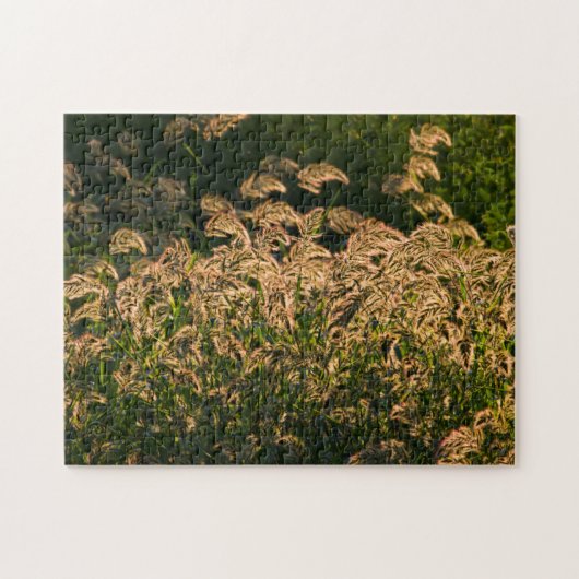 湿地で育つ野生のキビ(Panicum Sp.) ジグソーパズル (横)