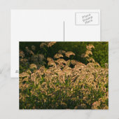 湿地で育つ野生のキビ（Panicum Sp.） ポストカード (正面/裏面)