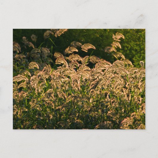 湿地で育つ野生のキビ（Panicum Sp.） ポストカード (正面)