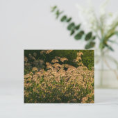 湿地で育つ野生のキビ（Panicum Sp.） ポストカード (スタンド正面)