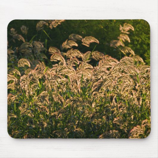 湿地で育つ野生のキビ（Panicum Sp.） マウスパッド (正面)