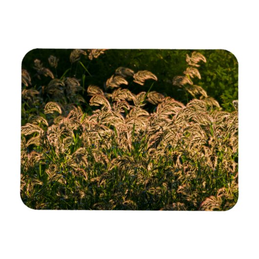 湿地で育つ野生のキビ（Panicum Sp.） マグネット (横)