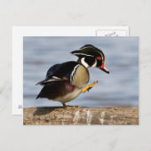 湿地にログインしているウッドアヒル ポストカード (正面/裏面)