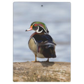 湿地にログインしている木のアヒルの雄 クリップボード (裏面)