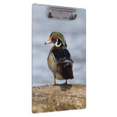 湿地にログインしている木のアヒルの雄 クリップボード (右)