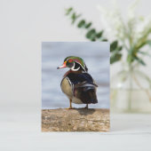 湿地にログインしている木のアヒルの雄 ポストカード (スタンド正面)