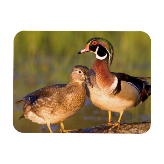 湿地に丸太の木のアヒルと女性 マグネット (横)