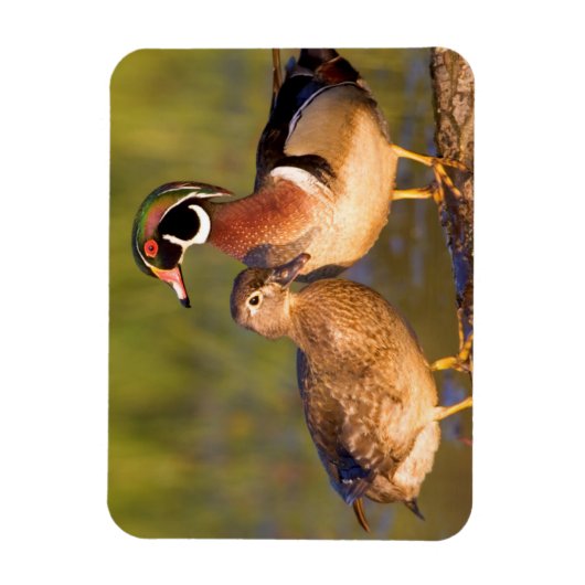 湿地に丸太の木のアヒルと女性 マグネット (縦)