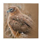 湿地に浮かぶ美しい女性の北ハリアー タイル (正面)