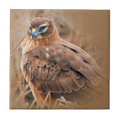 湿地に浮かぶ美しい女性の北ハリアー タイル (正面)