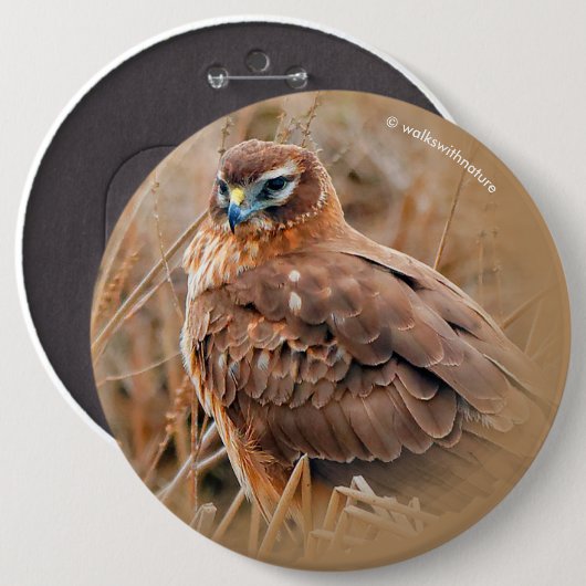 湿地に浮かぶ美しい女性の北ハリアー 缶バッジ (正面&裏面)