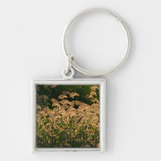 湿地に生える野生のキビ（Panicum Sp.） キーホルダー (正面)