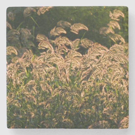 湿地に生える野生のキビ（Panicum Sp.） ストーンコースター (正面)