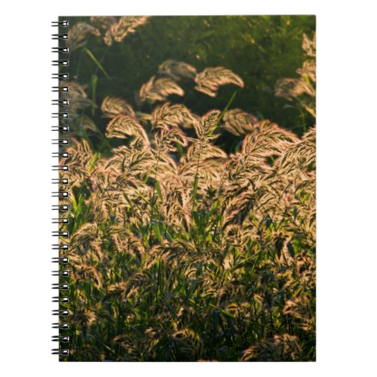 湿地に生える野生のキビ(Panicum Sp.) ノートブック (正面)