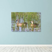 湿地に生息する青い翼のティール(緑がかった色)の雄と雌 キャンバスプリント (インサイチュ (ウッドフロア))