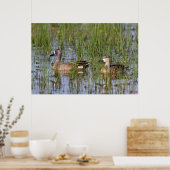 湿地に生息する青い翼のティール(緑がかった色)の雄と雌 ポスター (キッチン)