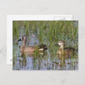 湿地に生息する青い翼のティール(緑がかった色)の雄と雌 ポストカード (正面/裏面)