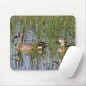 湿地に生息する青い翼のティール(緑がかった色)の雄と雌 マウスパッド (マウス)