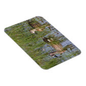 湿地に生息する青い翼のティール(緑がかった色)の雄と雌 マグネット (右側)