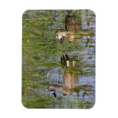 湿地に生息する青い翼のティール(緑がかった色)の雄と雌 マグネット (縦)