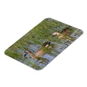 湿地に生息する青い翼のティール(緑がかった色)の雄と雌 マグネット (左側)