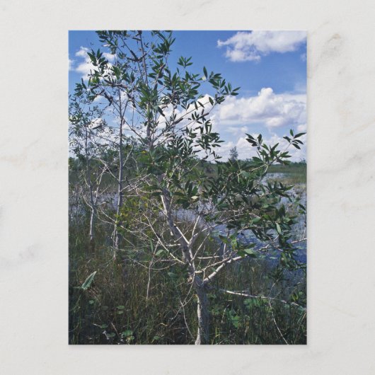 湿地のメラルーカ ポストカード (正面)