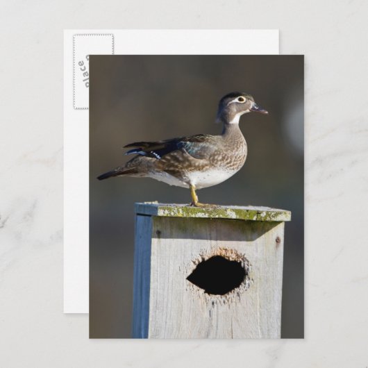 湿地の巣の上の木のアヒルの女性 ポストカード (正面/裏面)