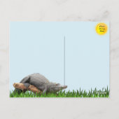 湿地はがき内のゲーター反射 ポストカード (裏面)