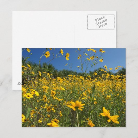湿地ひまわり ポストカード (正面/裏面)