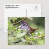 湿地スパロー ポストカード (正面/裏面)