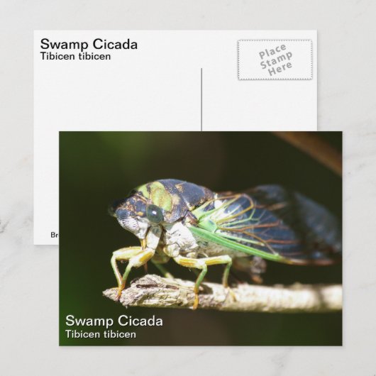 湿地セミ ポストカード (正面/裏面)