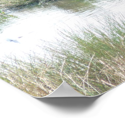 湿地帯で白鳥 ポスター (角)