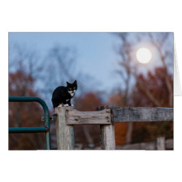 満月の下の子ネコ