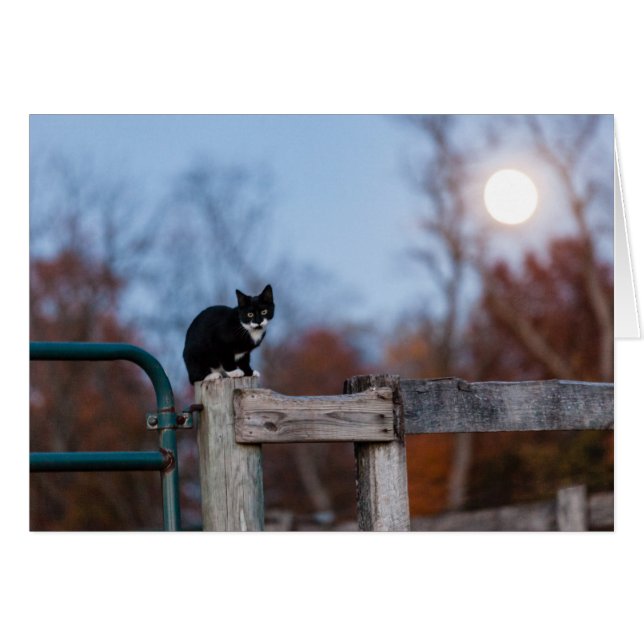 満月の下の子ネコ (正面横)