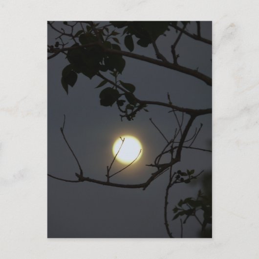満月の狂気 ポストカード (正面)