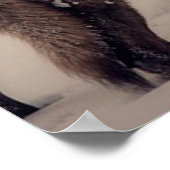 満月の狼。 ポスター (角)