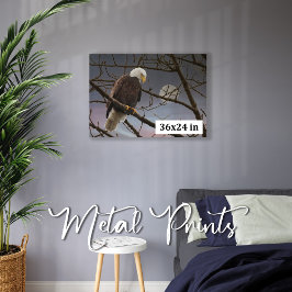 満月の野生生物写真下のハゲのワシ メタルプリント