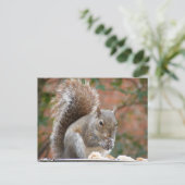 満足そうなリス ポストカード (スタンド正面)