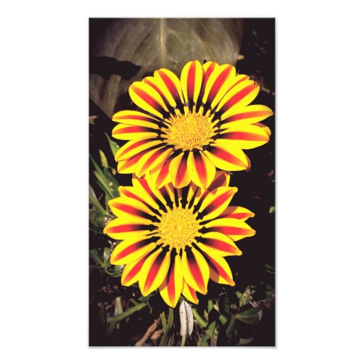 満開のガザニアの花 フォトプリント            (正面)