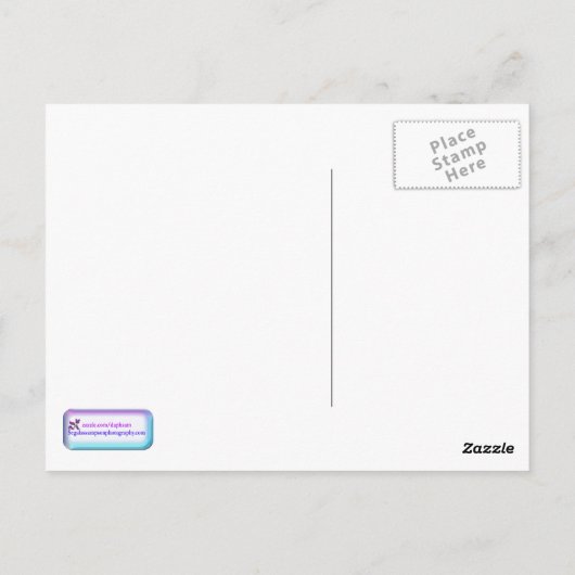 満開のピンクの桜 ポストカード (裏面)