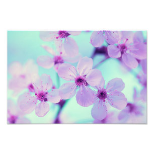 満開の枝の美しい桜 フォトプリント