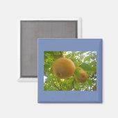 満開の梨の花 マグネット (正面/裏面)