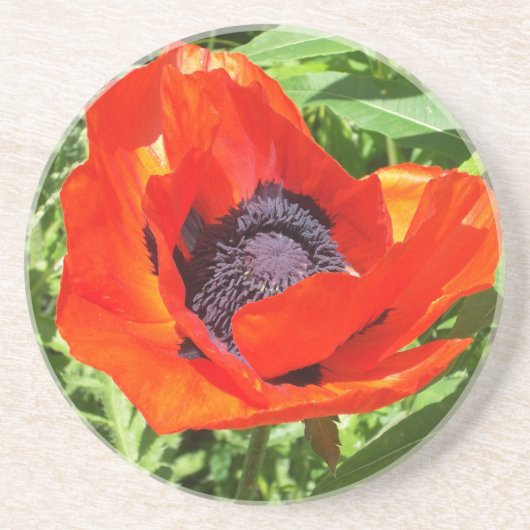 満開の赤い花 コースター (正面)