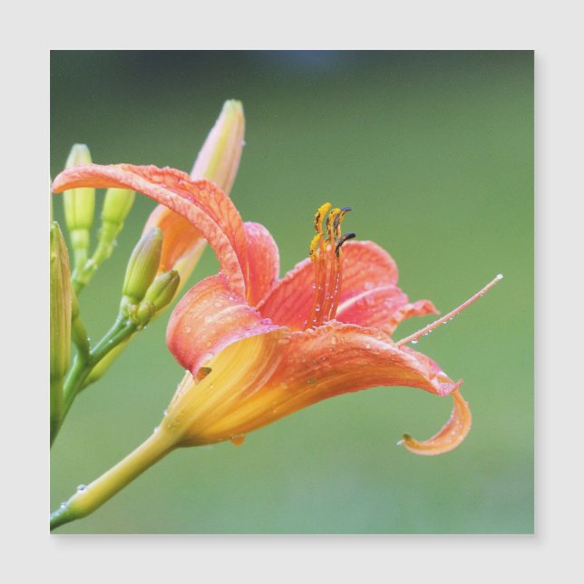 溝リリー (正面)