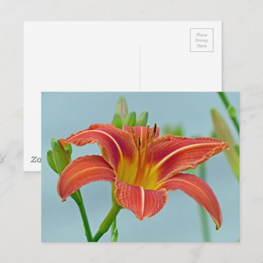 溝リリー ポストカード (正面/裏面)