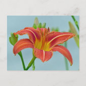 溝リリー ポストカード (正面)